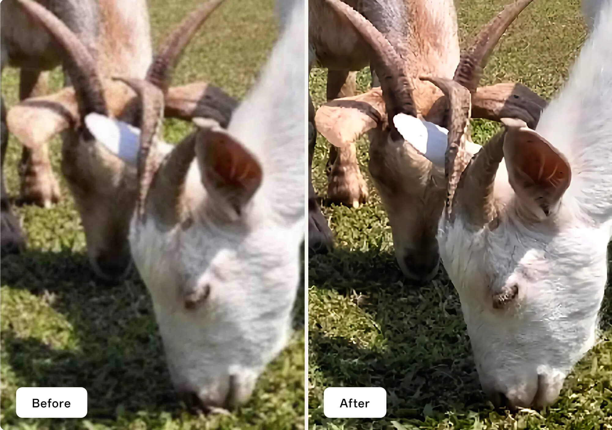 AI Clarity Enhancer - Crop without Compromise